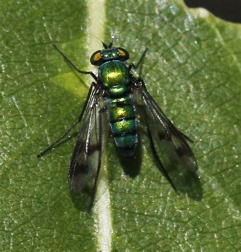 Long Legged Fly Condylostylus Sp Condylostylus BugGuide Net