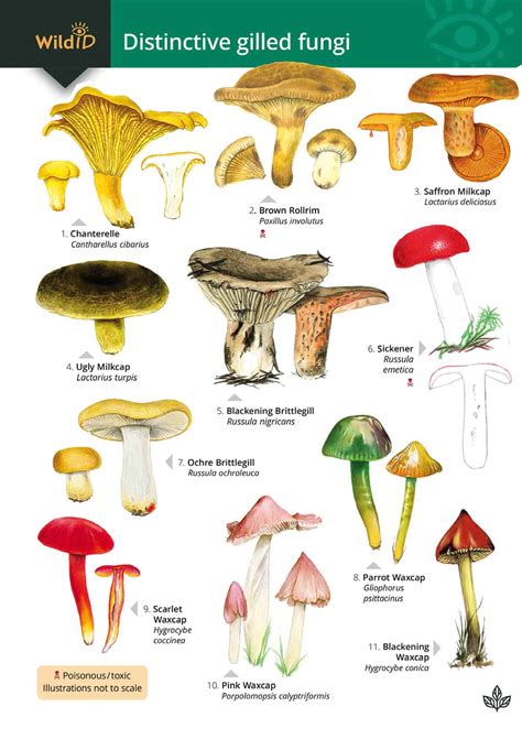 Distinctive Gilled Fungi Field Studies Council
