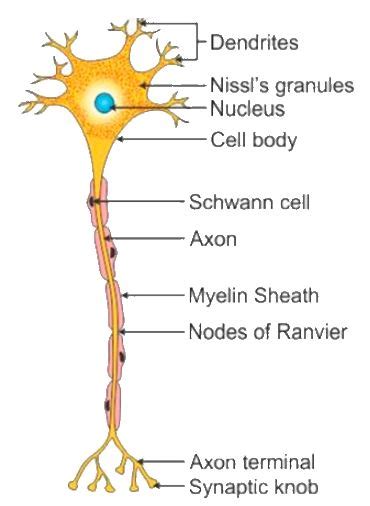 Draw a labelled diagram of a myelinated neuron.