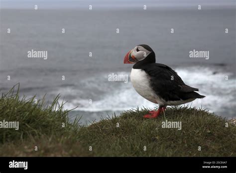 atlantic puffin common puffin fratercula arctica   cliffs
