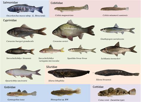 Phylogeny And Historical Demography Of Endemic Fishes In Lake Biwa The