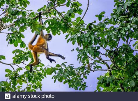 geoffroys spider monkey swinging   branch