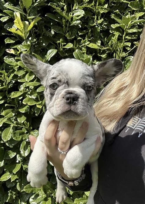 Merle French Bulldog - History, Characteristics, DNA, Cost, and More