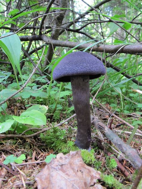 Знакомьтесь, необычные грибы. | Пикабу