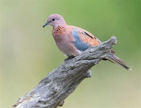 Life of The Laughing Dove: A Charming Avian Biography - The Worlds Rarest Birds