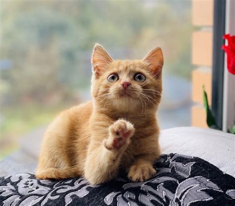 Котик Симба Картинки — Mixyfotos.ru