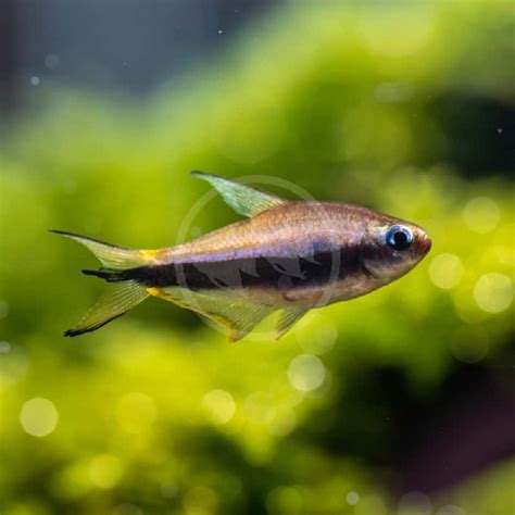 Emperor Tetra