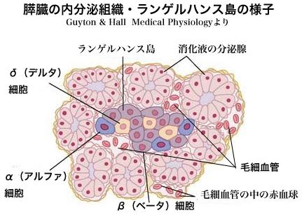 内分泌器