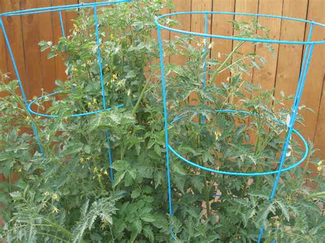 What We’ve Been Up To… | The Lazy Homesteader