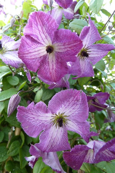 Viticella Archive Clematis Herian Clematis Pflanzen Kletterpflanzen