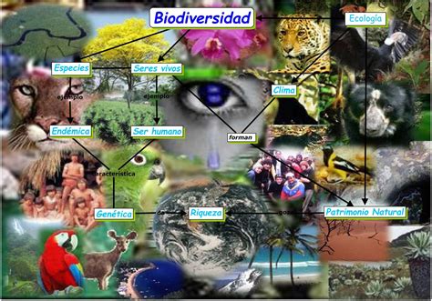 Biodiversidad rompecabezas en línea