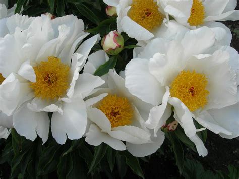 Пион Вайт Вингс Фото — Картинки фотографии