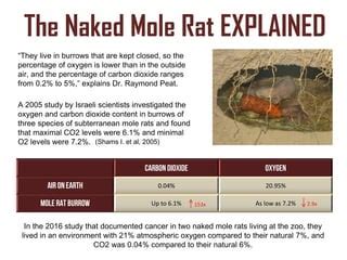 Longevity Secrets Of The Naked Mole Rat Ppt