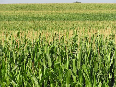 Feeling sweaty, Minnesota? Blame the corn | MPR News