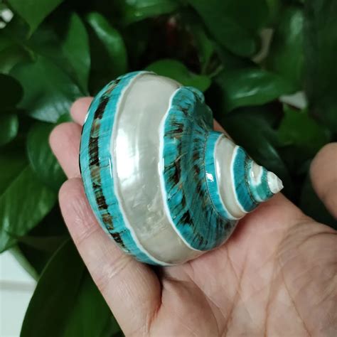 Натуральные ракушки крабов-отшельников 8-9 см зелёные | AliExpress