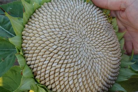 Белые Семечки Фото – Telegraph