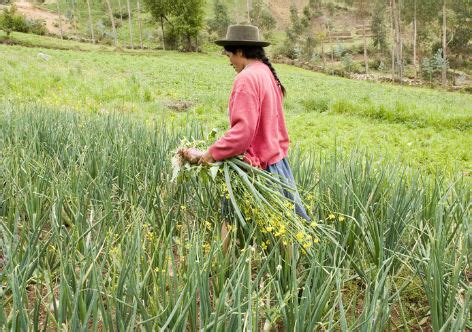 FAO alerta sobre condição precária de trabalhadoras na América Latina Vermelho