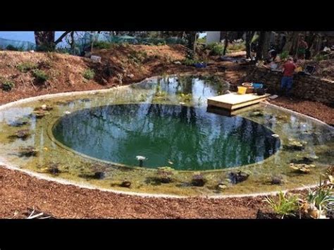 DIY Organic Pool vs. Commercial installation - YouTube