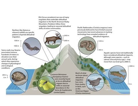 Towards a unified conceptual framework for studies of altitudinal
