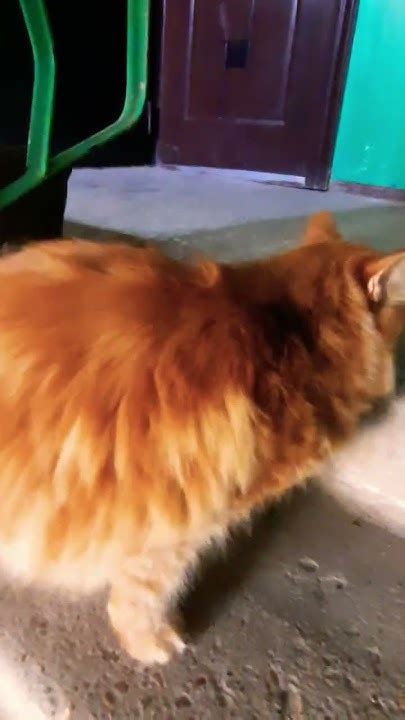 гулена #ponchita #cat #пончик #кот #кошка #пончита - YouTube