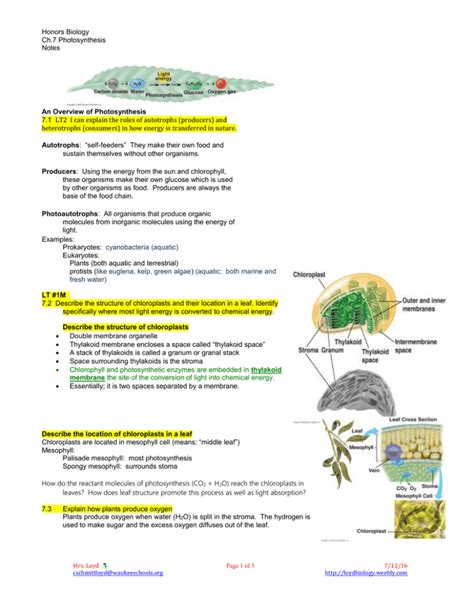 Photosynthesis Notes: Biology, High School