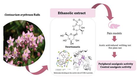 Analgesic Effect Of Centaurium Erythraea And Molecular Docking