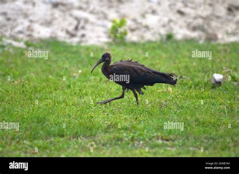scarlet ibis baby  res stock photography  images alamy