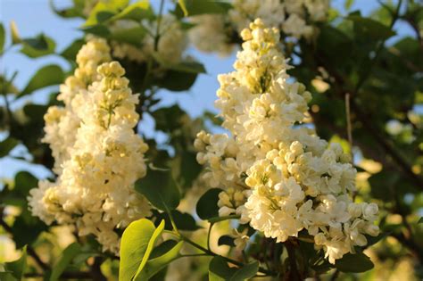 Сирень Primrose - описание, фото, посадка и уход | ARTEM-SAD.RU