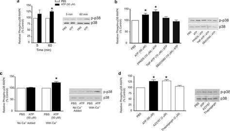 Atp Induced Activation Of P Mapk Is Prevented By Tnpatp Sb