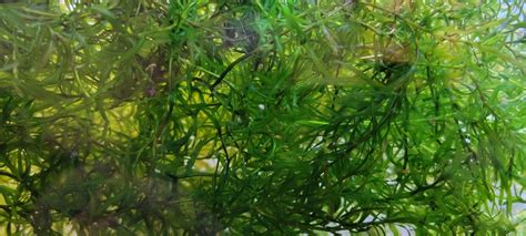 [fs] Bethesda Md Guppy Grass 12 Snack Bag Java Moss 15 Snack Bag Rotala Rotundifolia