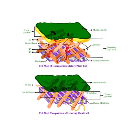 1. Cell wall structure and composition of mature and growing plant ...