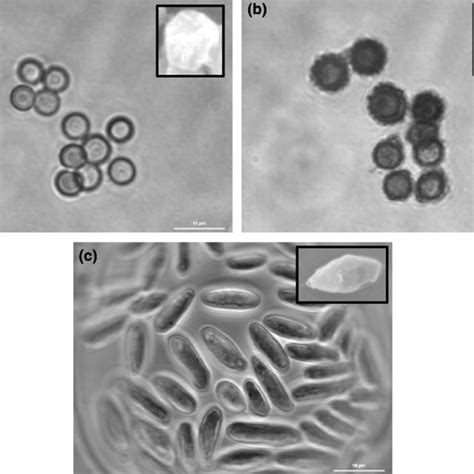 Scanning Electron Microscopy Demonstrating Macrotopography Of A PVAc