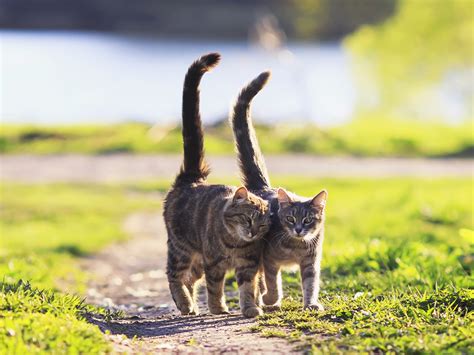 Cat Tail Language: What Does My Cat’s Tail Position Mean? · Kinship