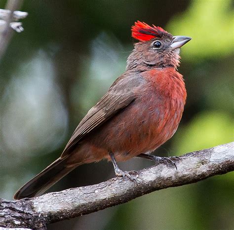 Red-crested Finch by Rodrigo Conte | Exotic birds, Finches bird, Birds