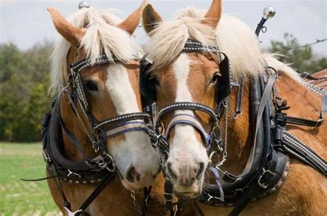 types  draft horse breeds  pictures