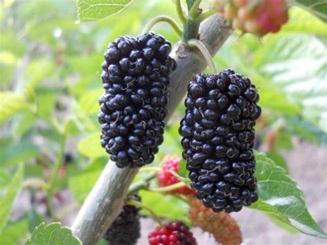 Шелковица черная, популярные сорта и их описание с фото, особенности ...