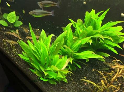 How To Care For Hygrophila In Your Aquarium Aquariadise