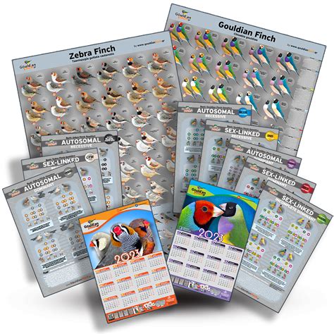 Zebra Finch Mutations Poster