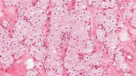 Histology Parathyroid Gland Cells