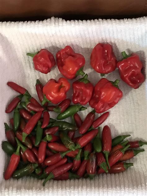 The Makings Of Hot Sauce R HotPeppers