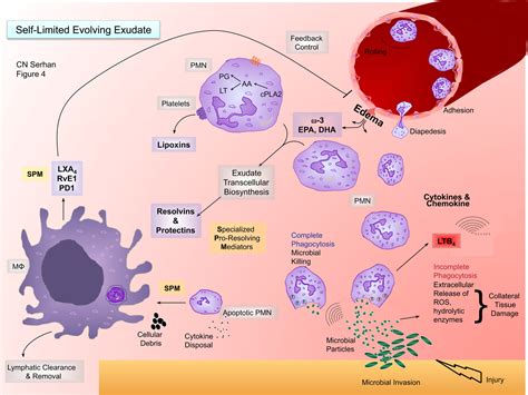 Novel Lipid Mediators And Resolution Mechanisms In Acute Inflammation