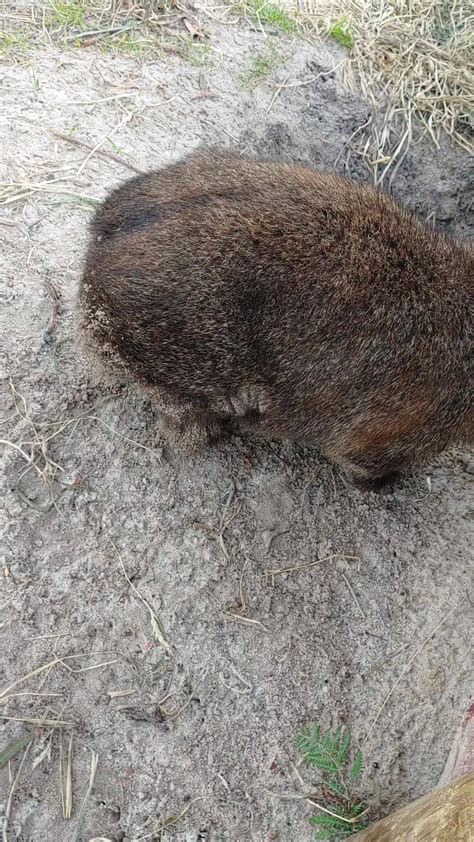 Wombat Warriors Home Facebook