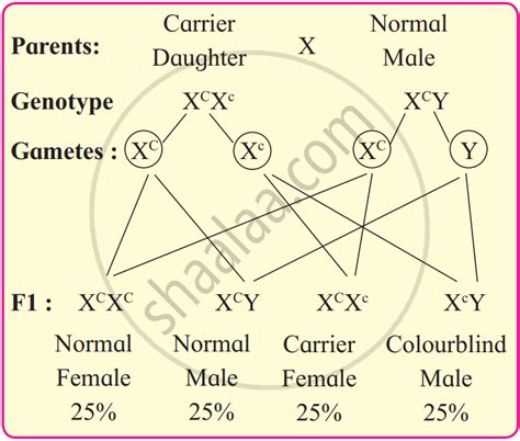 Sex Linked Inheritance Shaalaa