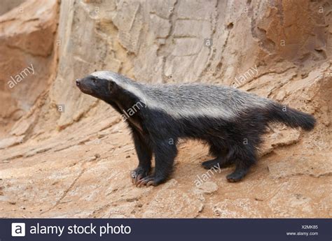 Badger Paw Stock Photos And Badger Paw Stock Images Alamy