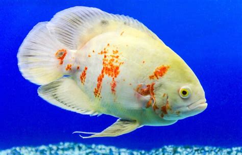 Oscar Fish Types Guide To Oscar Types And Variations Fish Laboratory