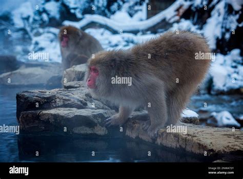 Monkeys In A Natural Onsen Hot Spring Located In Jigokudani Monkey Park Nagono Prefecture