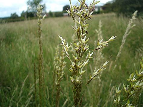 Райграс (107 фото) » НА ДАЧЕ ФОТО