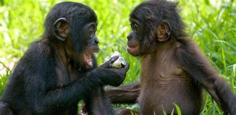 Macaco Se Masturba Sim E Sex Toys Saiba Mais