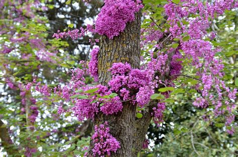 14.04.12 Цветущий ствол церсиса. Это явление называется умным словом ...