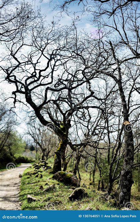 Naked Twisted Branch Scary Silhouette Royalty Free Stock Image Cartoondealer